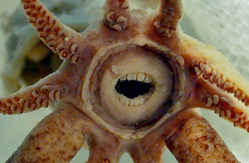 2. "Mực yêu tinh". Loài Promachoteuthis sulcus có tên không chính thức là Mực yêu tinh. Đây là loài động vật thân mềm với bộ hàm tròn giống con người cùng đôi môi gấp quanh. Mực yêu tinh mới chỉ được biết đến qua một mẫu vật duy nhất do một phụ nữ bắt được ngoài khơi quần đảo Tristan da Cunha, phía Nam Đại Tây Dương ở độ sâu 2000m. Theo nghiên cứu, loài này chỉ có kích thước chỉ khoảng 40mm.