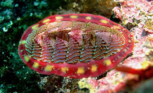 6. Ốc Chaetopleura Apiculata. Khi nhắc đến loài có hàm răng cứng nhất, chúng ta thường nghĩ tới động vật ăn thịt. Tuy nhiên, theo nghiên cứu của các nhà khoa học, danh hiệu này lại thuộc về một loài ốc ăn tảo Chaetopleura Apiculata. Loài ốc này có kích cỡ trung bình khoảng 25mm, thường sống bám vào đá và vỏ sò ven biển. Khác với răng con người, răng của chúng làm từ oxit sắt từ - loại hợp chất cứng nhất trong tự nhiên.