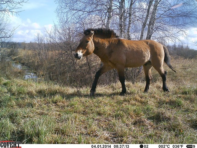 Loài ngựa Przewalski là một loài đang có nguy cơ tuyệt chủng, được đưa đến khu vực này như một phần của nỗ lực bảo tồn thiên nhiên hoang dã.