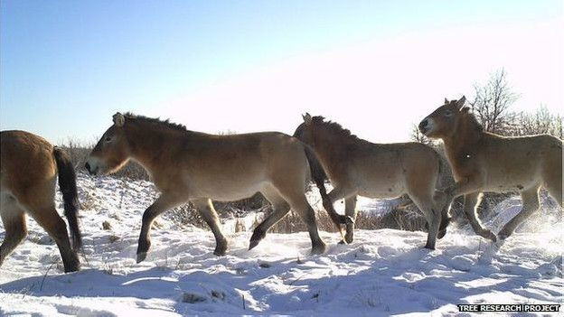 Dường như giống ngựa Przewalski thích nghi khá tốt với môi trường nơi đây.