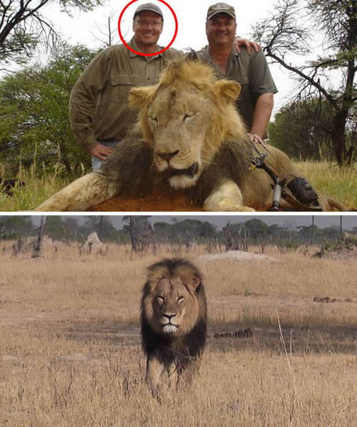 Vào tháng 7 mới đây, Walter Palmer, một nha sĩ đến từ tiểu bang Minnesota của Mỹ cũng gây phẫn nộ khi chặt đầu và lột da Celci, chú sư tử nổi tiếng nhất châu Phi.