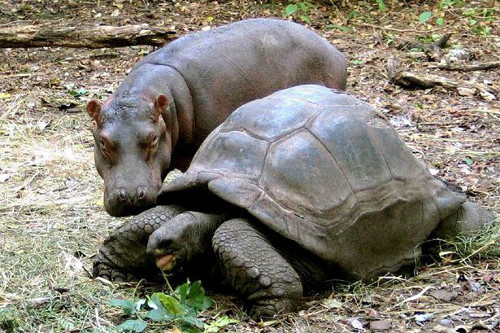 Tình bạn giữa hà mã Owen và cụ rùa Mzee là tình bạn không tuổi tác. Hà mã Owen chỉ mới 1 tuổi trong khi cụ rùa Mzee 100 tuổi. Hà mã Owen được tìm thấy khi cả gia đình nó bị lũ cuốn trôi tại Kenya. Người quản lý công viên Haller cho biết: “Mzee đối xử với Owen như một người mẹ với con. Owen luôn đi xung quanh Mzee”.