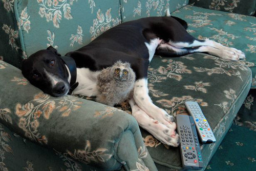 Cú Shrek kết thân với chó săn thỏ Torque. Cả hai thường cùng nằm trên sofa để xem ti vi.