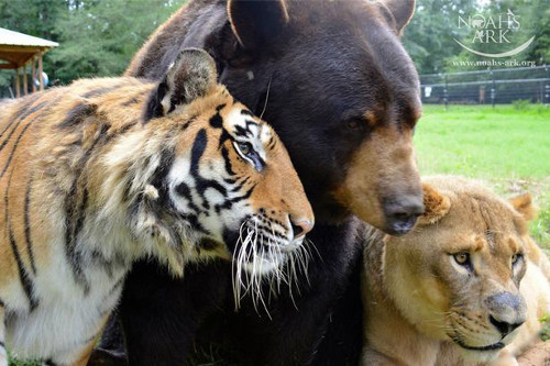 Gấu Baloo, sư tử Leo và hổ Shere Khan cùng được đưa đến Khu bảo tồn động vật Noah’s Ark ở Georgia, Mỹ khi được cứu thoát bởi một kẻ buôn ma túy. Cùng bị thương nặng và được nuôi dưỡng tại đây, bộ ba luôn dành tình cảm thân thiết như một gia đình.
