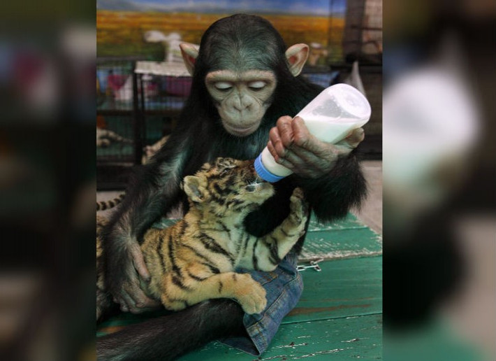 Giống như con người, tinh tinh bày tỏ lòng cảm thông với những cá thể khác trong đàn. Chúng có thể bày tỏ những cảm xúc như buồn bã, hạnh phúc, hay sợ hãi.