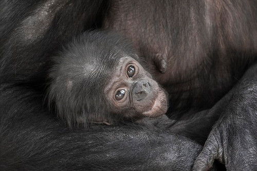Loài tinh tinh bonobo có mặt lần đầu tiên tại vườn thú Jacksonville vào tháng 3/1998.