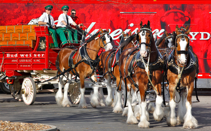 Clydesdales là giống ngựa to lớn và oai vệ nhất trên thế giới, được thương hiệu bia Budweiser sử dụng làm hình ảnh đại diện. Để ăn mừng việc bãi bỏ lệnh cấm, 5 trong 6 đội ngựa được cử đi du lịch vòng quanh nước Mỹ, chỉ nghỉ tại các chuồng ngựa tốt nhất.