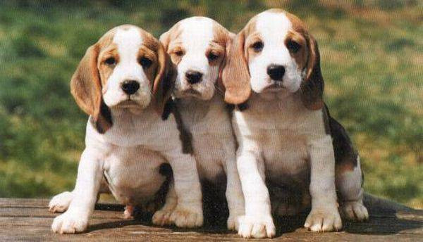 Chó săn cáo Mỹ là giống chó săn mùi, nổi tiếng với tính khí hòa đồng và rất dễ hòa nhập với trẻ em.