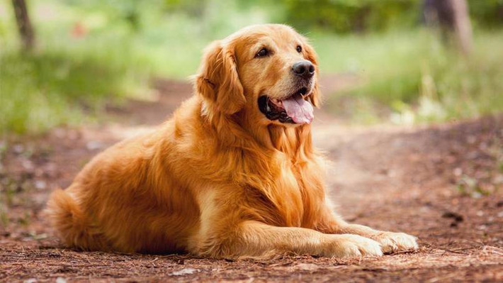 Golden Retriever là giống chó có kích thước trung bình, thuộc họ nhà chó ưa hoạt động, chơi đùa, rất trung thành và thông minh. Ngoài ra, chúng còn bơi lội cực giỏi và luôn vui tươi, hoạt bát.