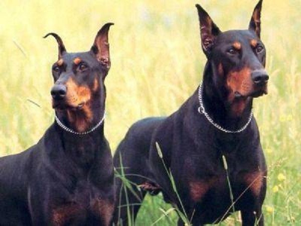 Tuy khá dữ dằn nhưng Dobermann là giống chó trung thành với gia đình chủ nhân của nó.