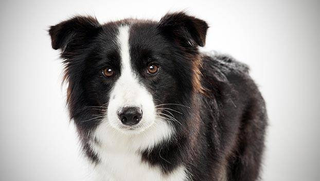Collie biên giới là giống chó chăn gia súc có nguồn gốc từ Anh thuộc dòng Collie, được coi là loài chó thông minh nhất.