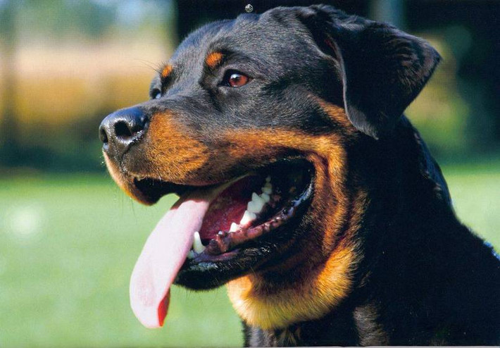 Rottweiler hay còn gọi là chó rotti là một giống chó có nguồn gốc ở Đức, được dùng như loại chó chăn gia súc nhưng thường được huấn luyện để trở thành chó nghiệp vụ. Chúng nổi tiếng là những con chó bình tĩnh, tự tin và trung thành cùng với trí thông minh siêu đẳng.