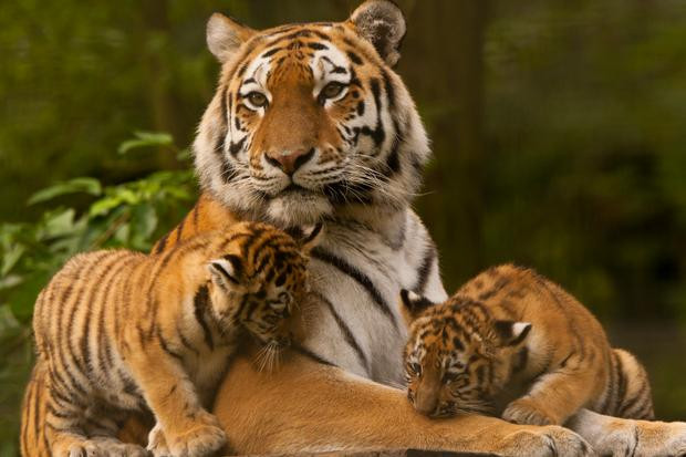 Thế giới từng có 9 loài hổ gồm hổ Bengal, Siberia, hổ Đông Dương, hổ Nam Trung Quốc, Sumatra, Malayan, Caspian, hổ Java và Bali. Trong số đó, hổ Caspian, Java và Bali đã tuyệt chủng, hổ Nam Trung Quốc cũng không còn cá thể nào trong tự nhiên.