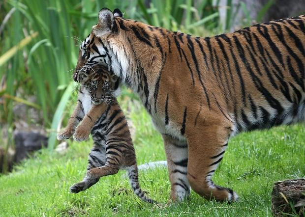 Khi mới ra đời, hổ con dành 2,5 năm để ở cùng mẹ và học hỏi các kỹ năng săn mồi cần thiết trước khi bắt đầu cuộc sống đơn độc của mình trong khoảng 15 năm.