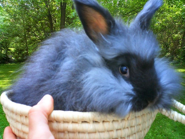 Thỏ Angora (Angora rabbit) thuộc loài thỏ, nuôi đề làm thú cảnh. Tuy nhiên chúng trông rất đẹp với bộ lông xù trắng muốt hoặc nhuốm màu bẩm sinh. Thậm chí lông của chúng mọc che cả mặt, che cả tai. Nếu được cắt tỉa người ta sẽ thấy thỏ Angora có bộ râu rất đáng yêu. Người ta có thể lấy lông nó để làm len rất quý, mềm mại và rất ấm.