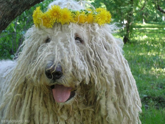 Chó chăn cừu Hung (Hungarian sheeping dog) có bộ lông cuốn lọn khổng lồ che phủ hết cả mắt mũi. Loài chó này thông minh, điềm đạm và vẻ ngoài đáng sợ ấy chỉ để giúp nó quản lý đàn cừu. Tuy nhiên nếu bộ lông không được tắm rửa thường xuyên sẽ bết dính và khiến con vật di chuyển khó khăn, thậm chí gây đau đớn.