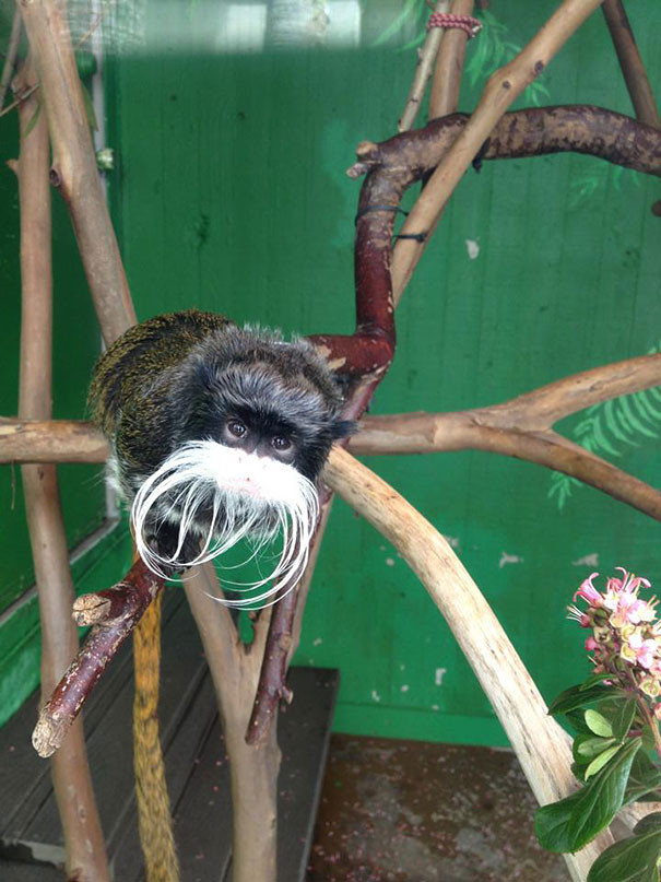 Khỉ hoàng đế (Emperor tamarin) là loài khỉ nổi bật với ria mép dài màu trắng, uốn vòng cung và thậm chí kéo dài sang hai bên. Đặc điểm này có cả ở con đực và con cái. Loài động vật này sống chủ yếu trên cây, trong các khu rừng nhiệt đới.