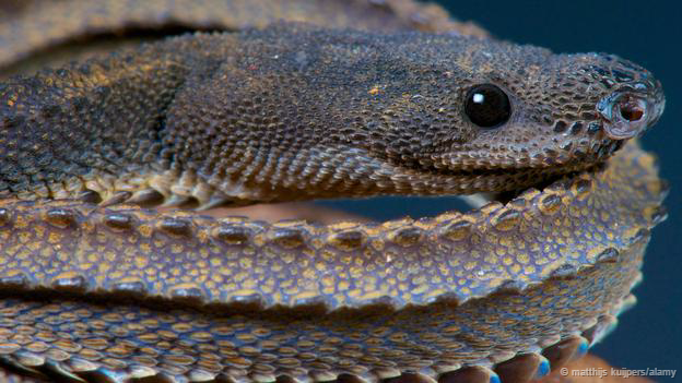 Rắn rồng (tên khoa học là Xenodermus javanicus) có nguồn gốc từ Indonesia và Malaysia, nổi bật trong họ nhà rắn nhờ những hàng vẩy đen trên lưng và sự kiên nhẫn tột độ khi săn mồi.
