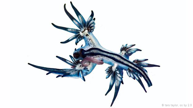 Glaucus atlanticus là một loài sên biển rồng màu xanh có tới 84 “ngón tay” mọc ra từ cơ thể. Những chiếc xúc tu của con sên này có thể làm tê liệt các loài cá và khiến người bơi đau rát nếu vô tình chạm phải.