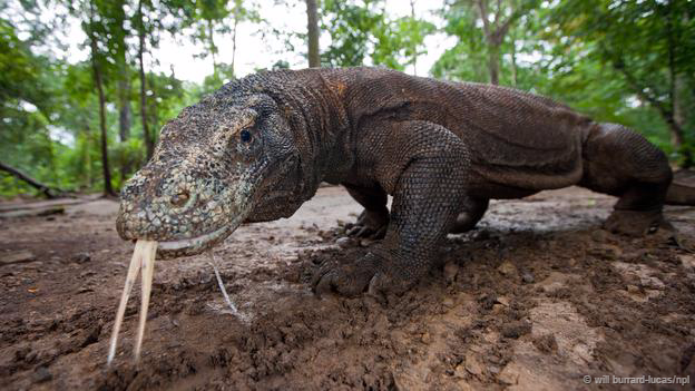 Thiên nhiên hoang dã là nhà của những con rồng đáng kinh khiếp này. Rồng Komodo không thở ra lửa, nhưng với chiều dài 3m và cân nặng 70kg, chúng là loài bò sát to lớn nhất, có thể giết chết cả lợn, nai và trâu bằng cái miệng lởm chởm răng sắc nhọn và nọc độc kinh khủng của nó.