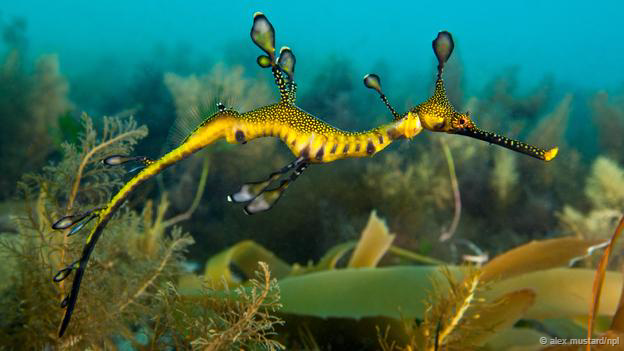 Rồng biển (thuộc họ Syngnathidae) thực chất là một loài cá. Loài mới nhất trong họ này là rồng biển ruby được phát hiện vào đầu năm 2015. Trong ảnh là một con rồng biển lá, với đặc trưng là những chiếc vây hình lá, giúp chúng lẩn vào trong đám cỏ, lẩn trốn kẻ thù.