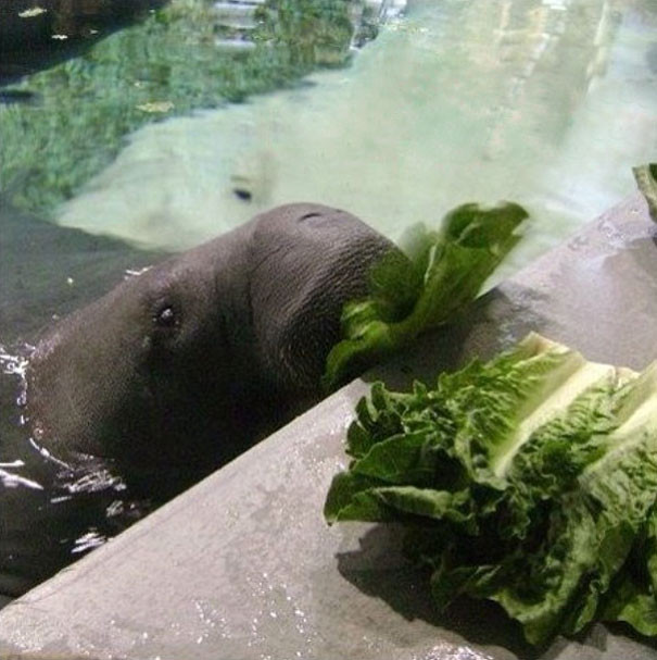 Mỗi ngày, Snooty ăn tới hơn 30kg rau diếp cùng 4,5kg cải xoăn, bông cải xanh, cà rốt và các loại rau khác và các loại trái cây.