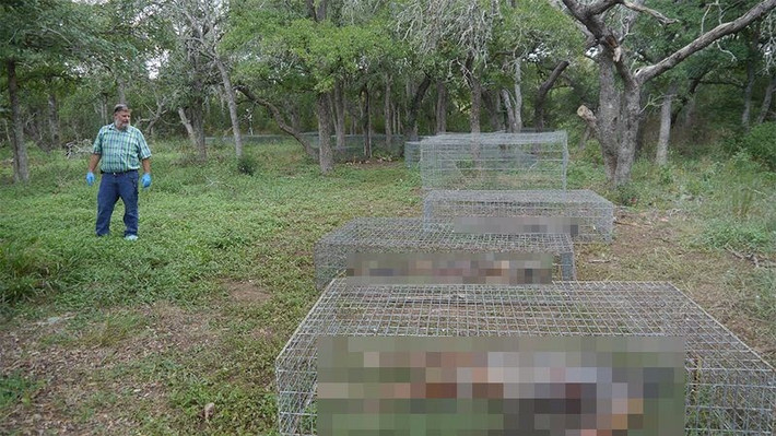 Tại Freeman Ranch là trang trại xác chết do Đại học Texas điều hành, các tử thi được lưu giữ trong các lồng. Đây cũng là trang trại xác chết lớn nhất với diện tích 2,83ha.