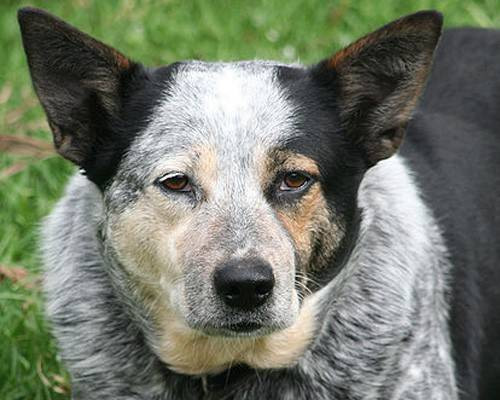 Bluey, một chú chó chăn bò Úc, sinh năm 1910, chết ngày 14/11/1939 giữ kỷ lục thế giới là thú cưng cao tuổi nhất thế giới.
