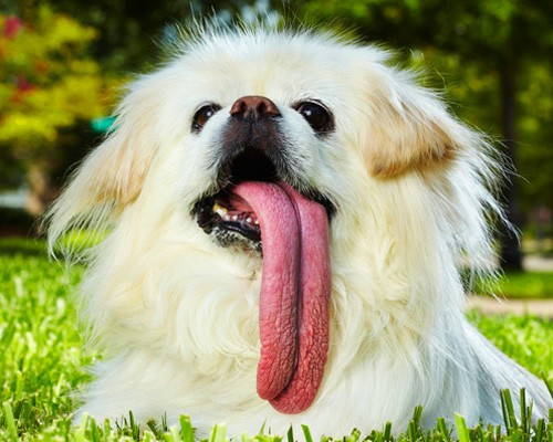 Kỷ lục Guiness khó tin đầu tiên thuộc về chú cún cưng Puggy, một chú chó Bắc Kinh đực. Chú ta đang giữ kỷ lục chú chó có chiếc lưỡi dài nhất, lên đến 11,5cm. Chính vì chiếc lưỡi “quá khổ” nên chủ nhân của nó phải cắt thức ăn thành từng miếng nhỏ, không thì Puggy sẽ nhai cả lưỡi của mình.