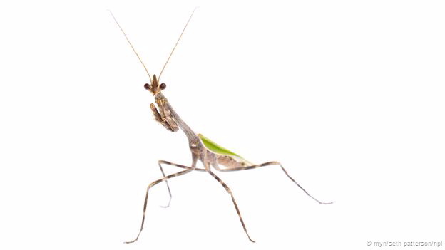Một loài bọ ngựa mang tên “bọ ngựa kỳ lân” Texas (Phyllovates chlorophaea) nhờ cái sừng nhọn hoắt hiện giữa hai chiếc râu của nó.