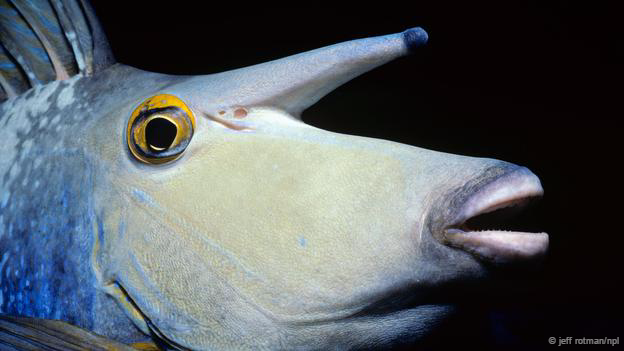 Cá Naso unicornis sinh sống ở những vùng nước ấm cũng khiến nhiều người bất ngờ vì diện mạo kỳ khôi với chiếc sừng dài ở trên miệng.