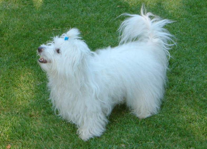 Có nguồn gốc từ Madagascar, chó Coton de Tulear thích được quanh quẩnh bên con người. Họ rất dễ đào tạo, có thể là người bạn đồng hành tuyệt vời của chủ nhân. Tuổi thọ trung bình là 15 năm, tối đa là 16 năm.