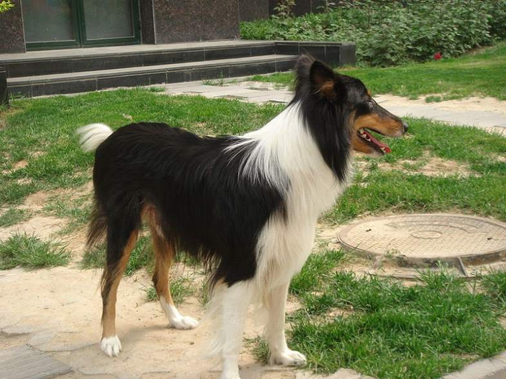 Với tuổi thọ trung bình 15 năm (tuổi tối đa có thể lên tới 16 năm), chó lông ngắn Collie rất thông minh, năng động và là người bạn lý tưởng của trẻ em.