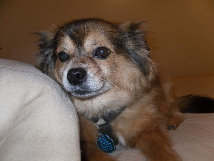 Được lai tạo từ chó Pomeranian và Chihuahua, giống chó Pomchi (thọ từ 15-18 tuổi) rất dễ thương, vui vẻ và trung thành nhưng đôi khi cũng có thể trở nên bướng bỉnh.