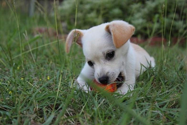 Jack Chi (thọ từ 15-18 tuổi)là giống chó kết hợp sự sống động của Jack Russell và sự thân thiện của Chihuahua - một sự pha trộn hấp dẫn khiến ai cũng muốn sở hữu.