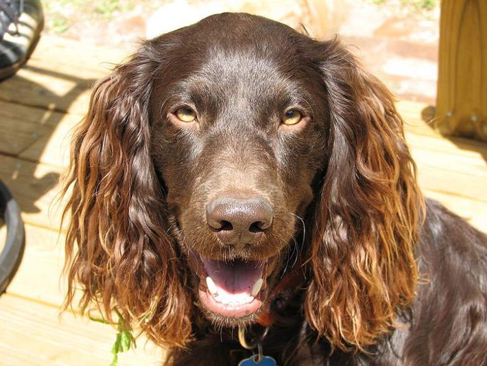 Với đôi mắt to, hấp dẫn và tính cách thoải mái, Boykin Spaniels (thọ khoảng 15-16 tuổi) là một loài vật nuôi to lớn, rất biết vâng lời nhưng rất thích nghịch nước.