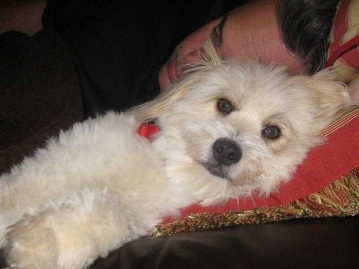 Được lai giữa Pomeranian và Coton de Tulear nên loài chó này được đặt tên là Pom-Coton (tuổi thọ khoảng 15-16 tuổi). Chúng rất đáng yêu, thông minh và là người bạn tuyệt vời với mọi người, ngay cả với trẻ nhỏ.