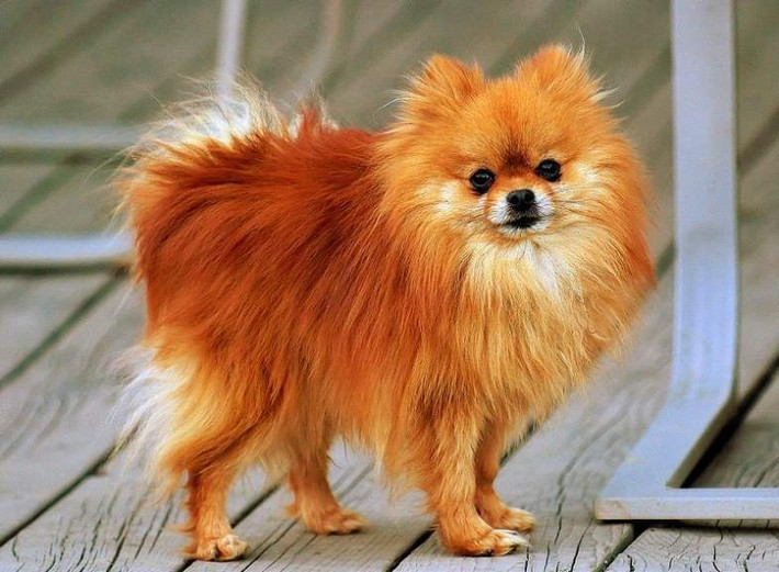 Tuy nhỏ nhắn nhưng giống chó Pomeranian có thể sống tới 16 năm, còn độ tuổi trung bình là 14 tuổi, là một trong những giống chó sống thọ nhất thế giới. Với tính cách thông minh, hòa đồng, đây thực sự là loài vật nuôi tuyệt vời cho mọi gia đình.