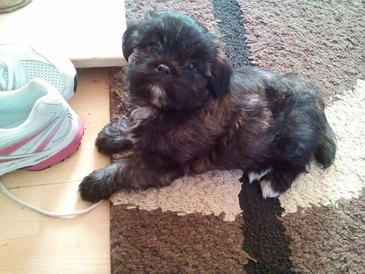 Được lai tạo giữa hai giống chó Cockapoo và Lhasa Apso, giống chó Lacasapoo có thể trở thành người bạn đồng hành đáng yêu và sống động. Hơn nữa, chúng sẽ không làm phiền hàng xóm vì không thực sự biết sủa và sống tới 15-18 tuổi.