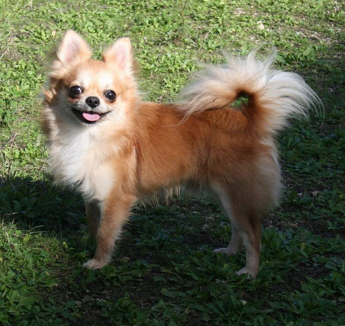 Chihuahua cũng là một trong những loài chó có tuổi thọ đáng nể, lên tới 2 thập kỷ.