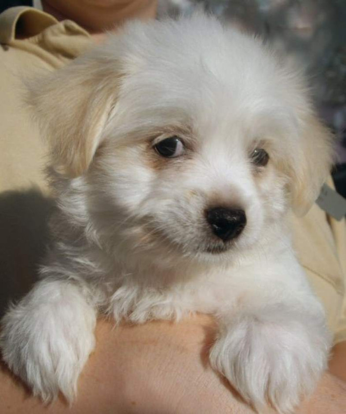 Là loài lai tạo giữa Chihuahua và chó Havanese của Cuba, loài chó Cheenese (thọ từ 15-18 tuổi) nổi tiếng với sự nhanh nhẹn và tính độc lập.