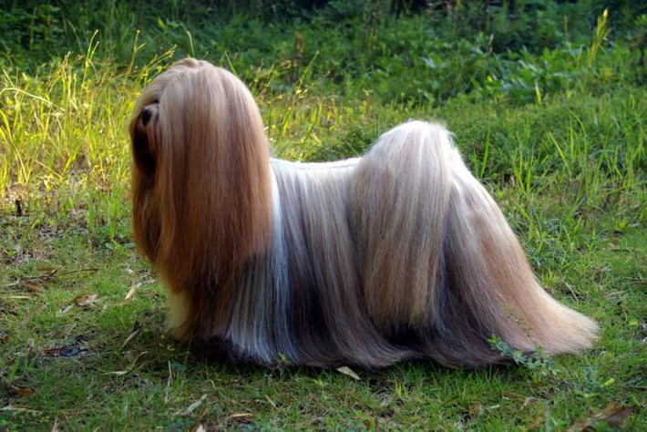 Lhasa Apso (tuổi thọ trung bình từ 15-20 năm) là loài chó cảnh cổ xưa có nguồn gốc từ Tây Tạng. Tên của giống chó này có nghĩa là “kẻ thích dê” do do tổ tiên chúng được sử dụng để chăn dắt những đàn dê.