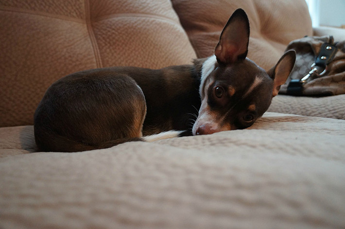 Rat-Cha là giống chó lai tạo giữa chó Rat Terrier và chó Chihuahua. Ngoài việc kế thừa sự linh hoạt, tình cảm, đáng yêu của bố mẹ, Rat-Cha còn sống rất thọ, từ 16-18 năm.
