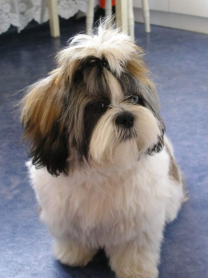 Cũng có nguồn gốc từ Tây Tạng, thạch sư khuyển hay Shih Tzu (tuổi thọ trung bình từ 15-20 năm) là giống chó cảnh có vẻ mặt dịu dàng, bộ lông dài óng ả và bản tính vui tươi.