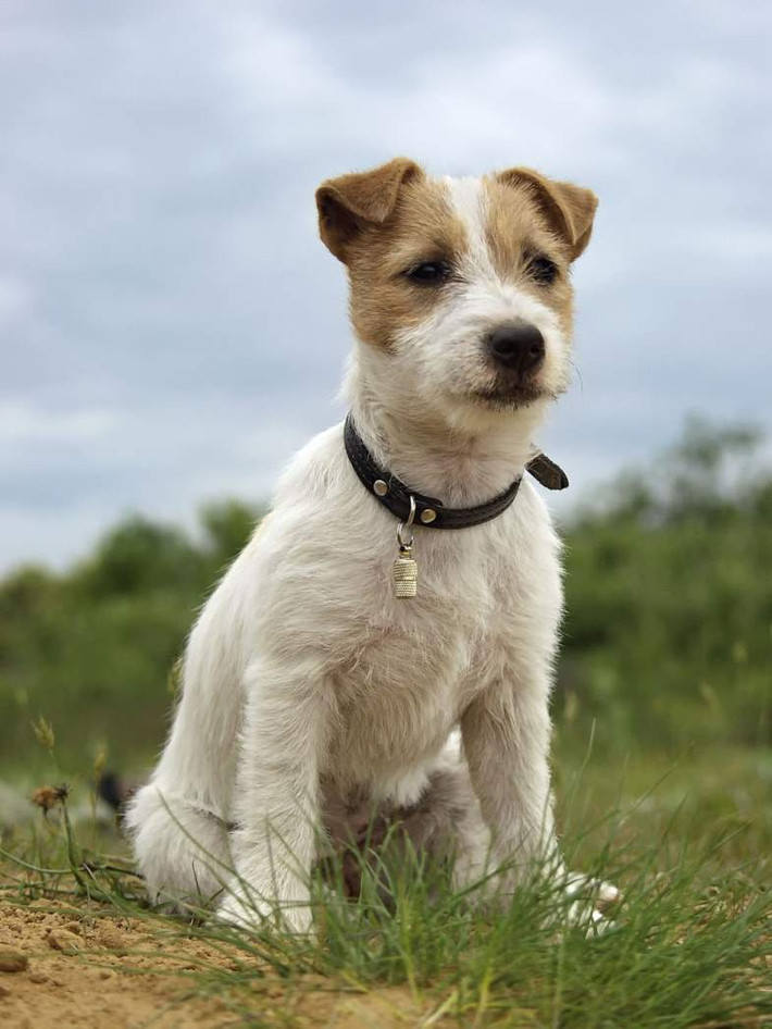 Chó sục Jack Russell không chỉ sống thọ (16-20 năm) mà còn nổi tiếng với bản tính năng động, thông minh và độc lập.