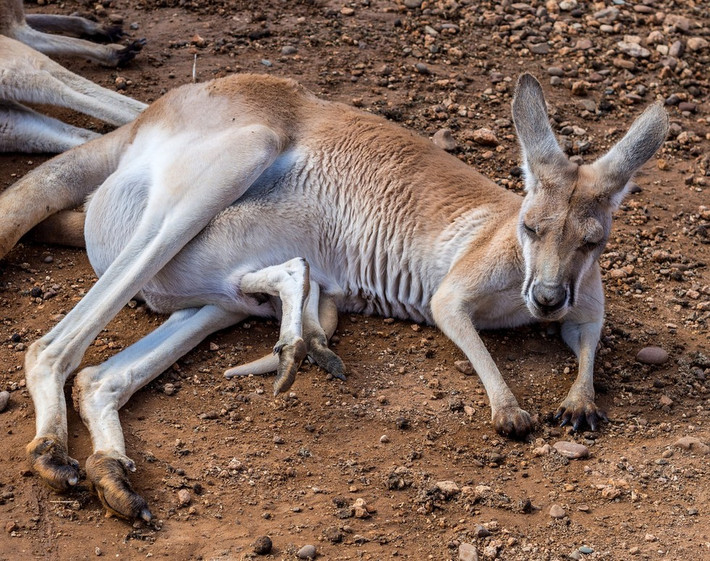 Con non của một số loài được an toàn trong bụng mẹ cho tới khi 10 tháng tuổi. Vì vậy, kangaroo mẹ buộc phải vệ sinh túi sạch sẽ khỏi những chất thải của con nó.