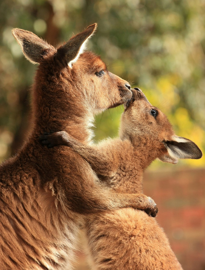 Để làm được điều đó, kangaroo mẹ buộc phải cúi đầu vào cái túi và liếm sạch sẽ. Ngay cả khi con non đã sẵn sàng khám phá thế giới thì chúng vẫn cần đến sữa mẹ.