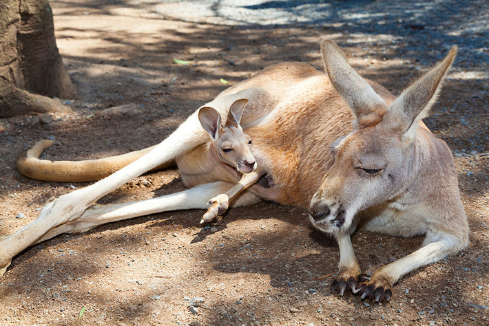 Ngoài ra, mỗi núm vú của kangaroo mẹ lại có khả năng sản xuất sữa có hàm lượng dinh dưỡng khác so với các núm vú còn lại, khiến nó có thể nuôi từ 1-3 con non cùng lúc trong độ tuổi từ 1-12 tháng.