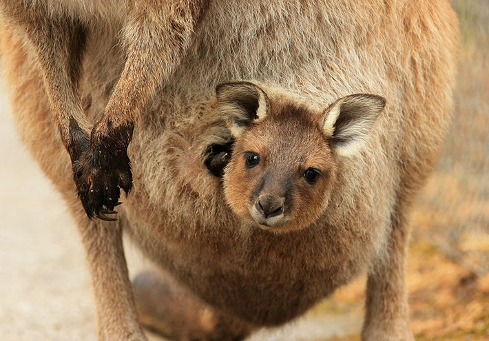 Thực tế, kangaroo con không tự giác rời khỏi túi mẹ cho đến khi bị mẹ đẩy ra và rơi xuống đất. Có thể thấy rằng, sự hy sinh và tình yêu thương của kangaroo mẹ dành cho con là vô cùng lớn lao.