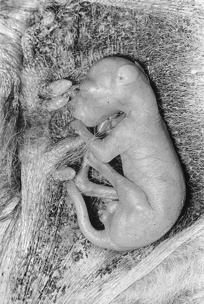 Mặc dù được sinh ra với kích thước vô cùng nhỏ bé nhưng những con kangaroo con có hai cặp chân đủ khỏe để giúp chúng hoàn thành được chặng đường đầu tiên đi đến cái túi của mẹ.